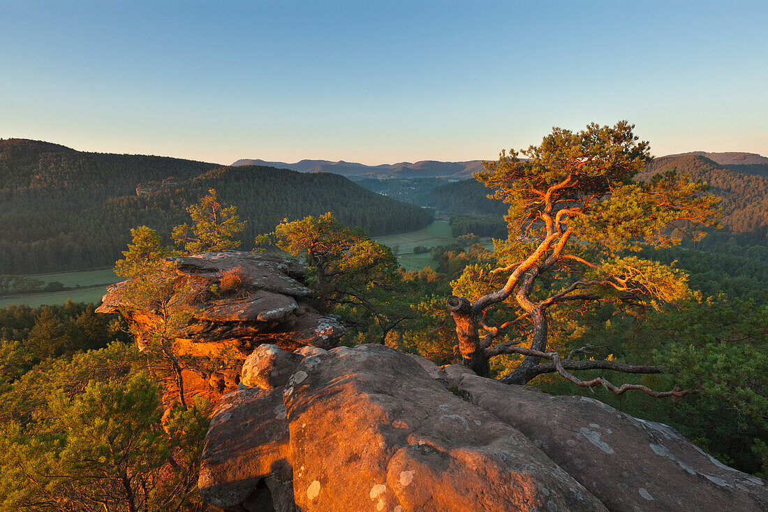 Sprinzelfelsen, bei Busenberg, Dahner Felsenland, Naturpark Pfaelzer Wald, Rheinland-Pfalz, Deutschland