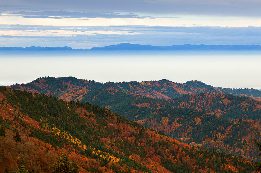 Fog over the Rhine valley, view from Belchen over the Rhine valley towards the Vosges, Black Forest, Baden-Wuerttemberg, Germany