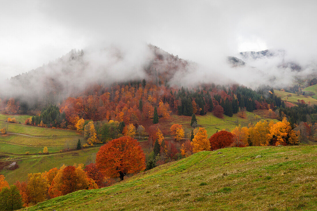Autumn landscape near Schoenau, Black Forest, Baden-Wuerttemberg, Germany