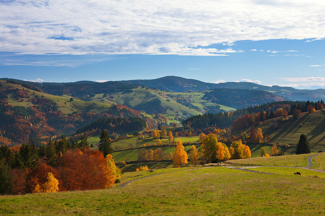 Landscape near Schoenau, Black Forest, Baden-Wuerttemberg, Germany