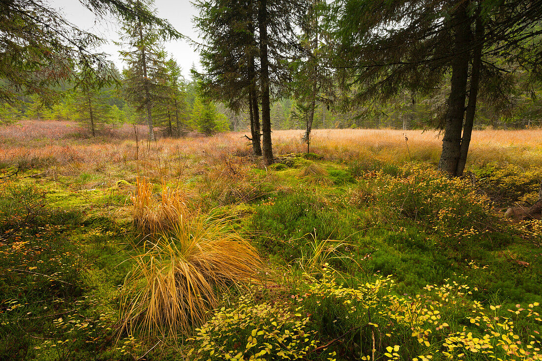 Zauberwald in Taubenmoos nature reserve, near Bernau, Black Forest, Baden-Wuerttemberg, Germany