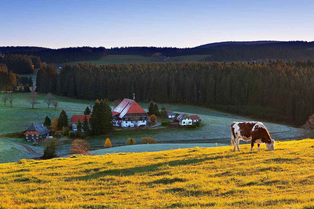 Farmhouse in the Black Forest near Guetenbach, Black Forest, Baden-Wuerttemberg, Germany