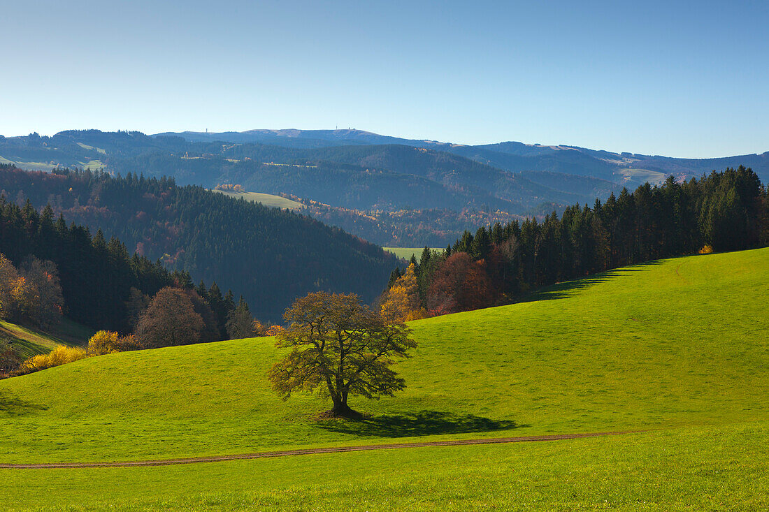 View from St Maergen to Feldberg, Black Forest, Baden-Wuerttemberg, Germany