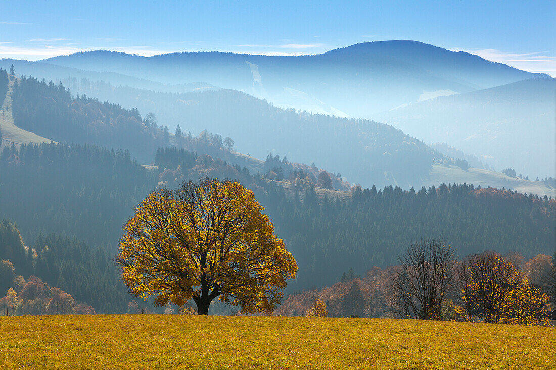 Maple tree in Schauinsland, Black Forest, Baden-Wuerttemberg, Germany