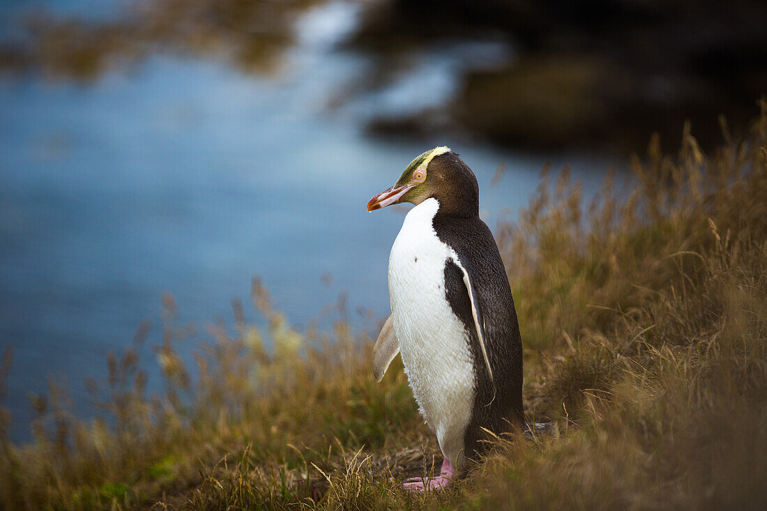 Yellow-eyed penguin Megadyptes antipodes, Moeraki, South Island, New Zealand, Pacific