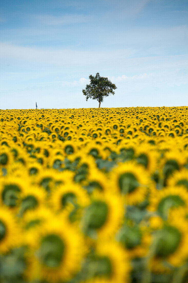 Sunflowers Helianthus, Chillac, Charente, France, Europe