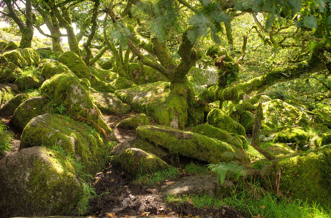 Wistman's Wood, ancient oak woodland, Dartmoor, Devon, England, United Kingdom, Europe