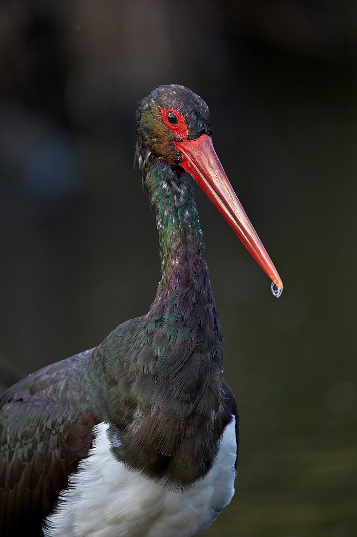 Black stork Ciconia nigra, Kruger National Park, South Africa, Africa