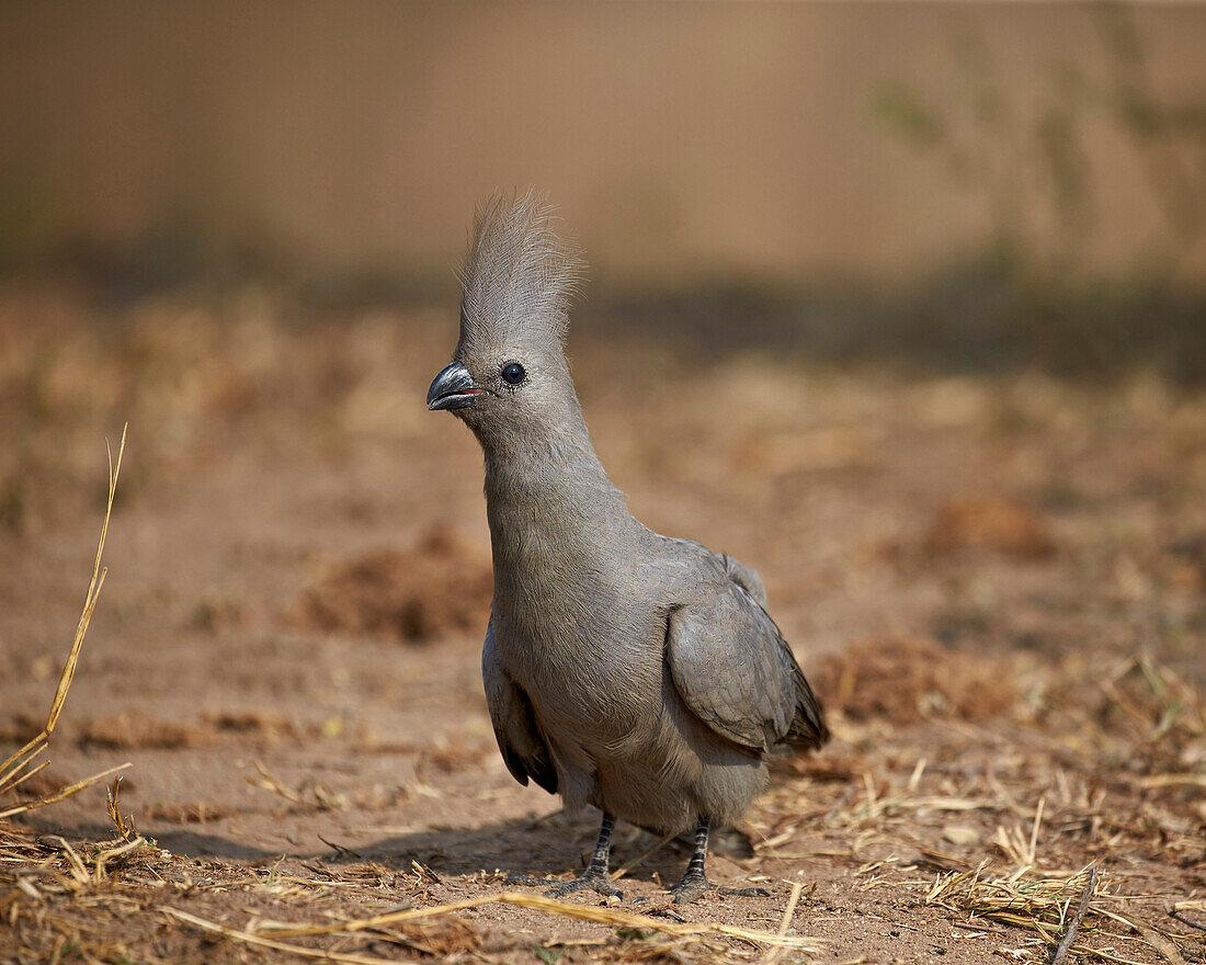 Grey lourie go-away bird Corythaixoides concolor, Kruger National Park, South Africa, Africa