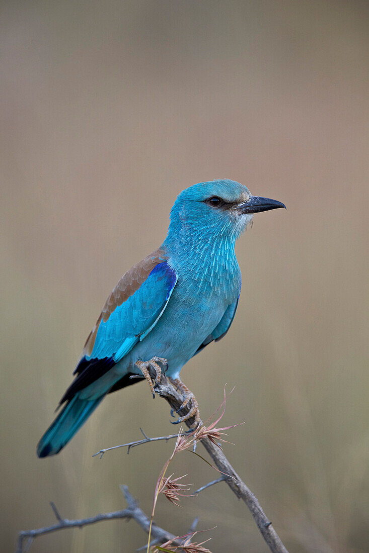 European roller Coracias garrulus, Kruger National Park, South Africa, Africa