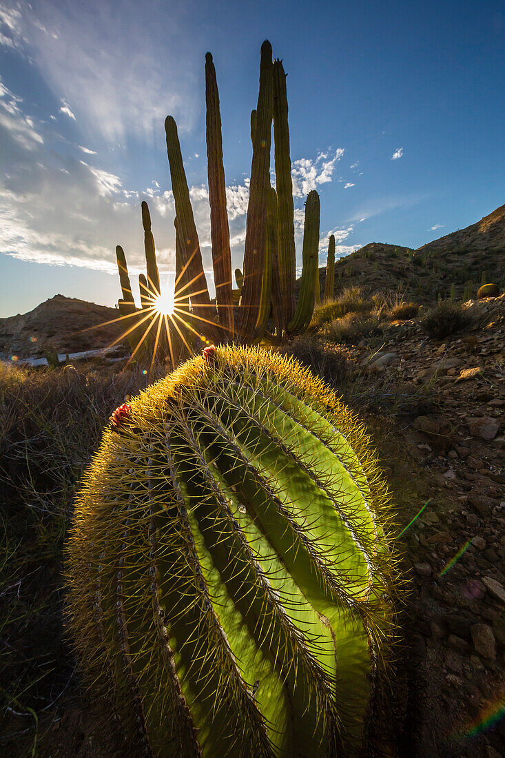 Sunset on an endemic giant barrel cactus Ferocactus diguetii on Isla Santa Catalina, Baja California Sur, Mexico, North America