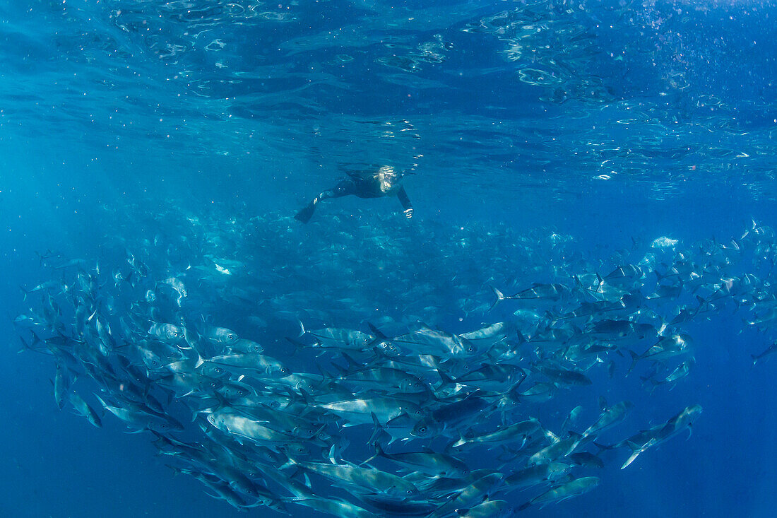 A snorkeler with a large school of bigeye trevally Caranx sexfasciatus in deep water near Cabo Pulmo, Baja California Sur, Mexico, North America
