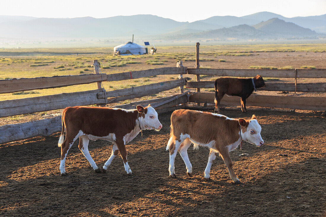 Calves in pen, with ger and distant hills, summer dawn, Nomad camp, Gurvanbulag, Bulgan, Northern Mongolia, Central Asia, Asia