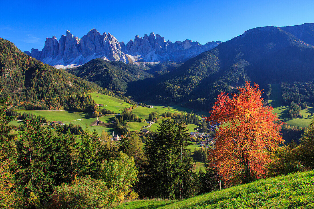 Colorful autumn trees frame the group of Odle and the village of St. Magdalena, Funes Valley, South Tyrol, Dolomites, Italy, Europe