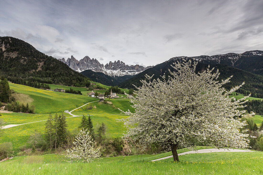 Flowering frames the village of St. Magdalena and the Odle group, Funes Valley, South Tyrol, Dolomites, Italy, Europe