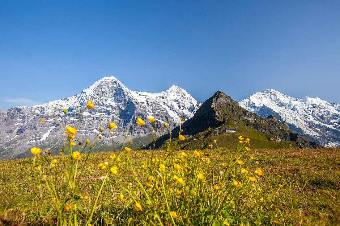 Yellow flowers framing Mount Eiger, Mannlichen, Grindelwald, Bernese Oberland, Canton of Bern, Swiss Alps, Switzerland, Europe