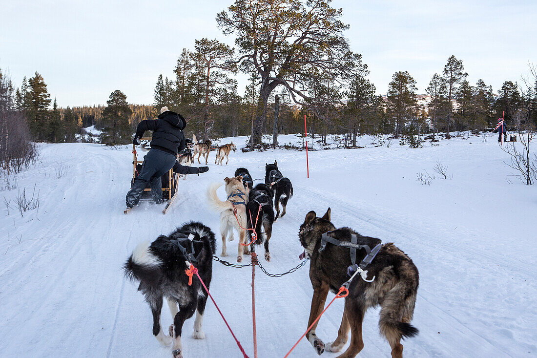 Dogsledding in the snowy landscape, Trondelag, Norway, Scandinavia, Europe