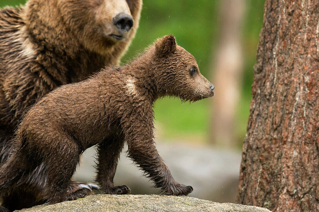 Brown bear cub Ursus arctos, Finland, Scandinavia, Europe