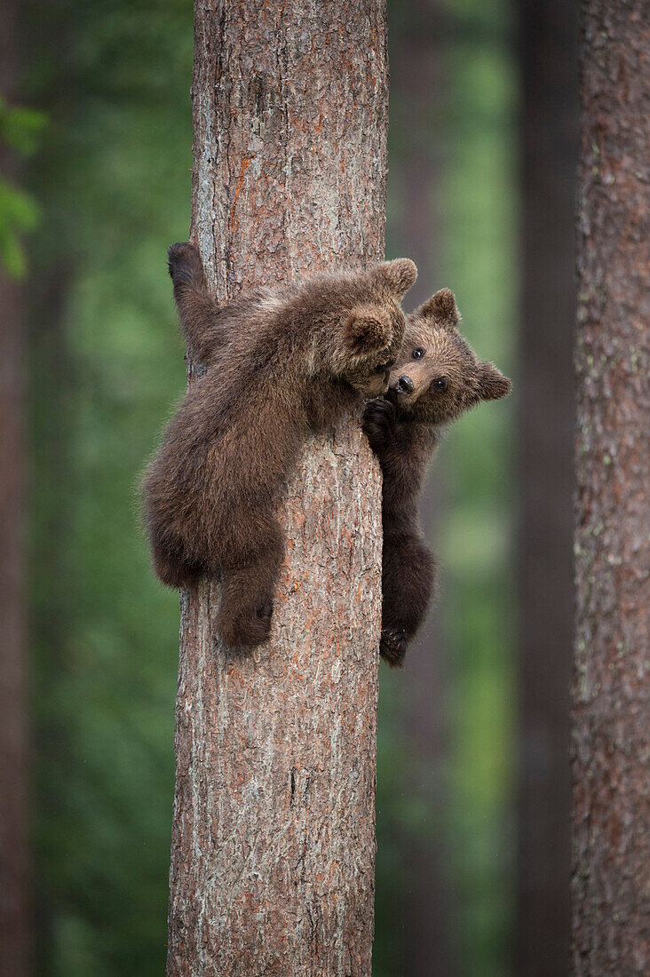 Brown bear cub Ursus arctos tree climbing, Finland, Scandinavia, Europe