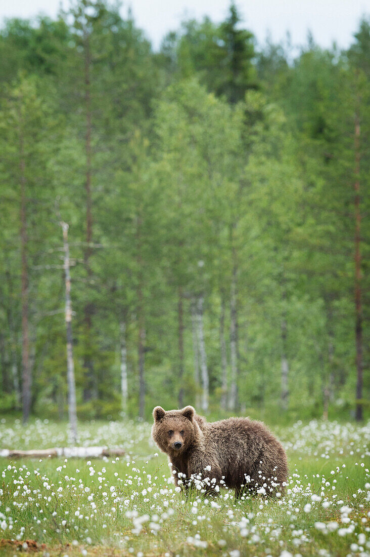 Brown bear Ursus arctos, Finland, Scandinavia, Europe