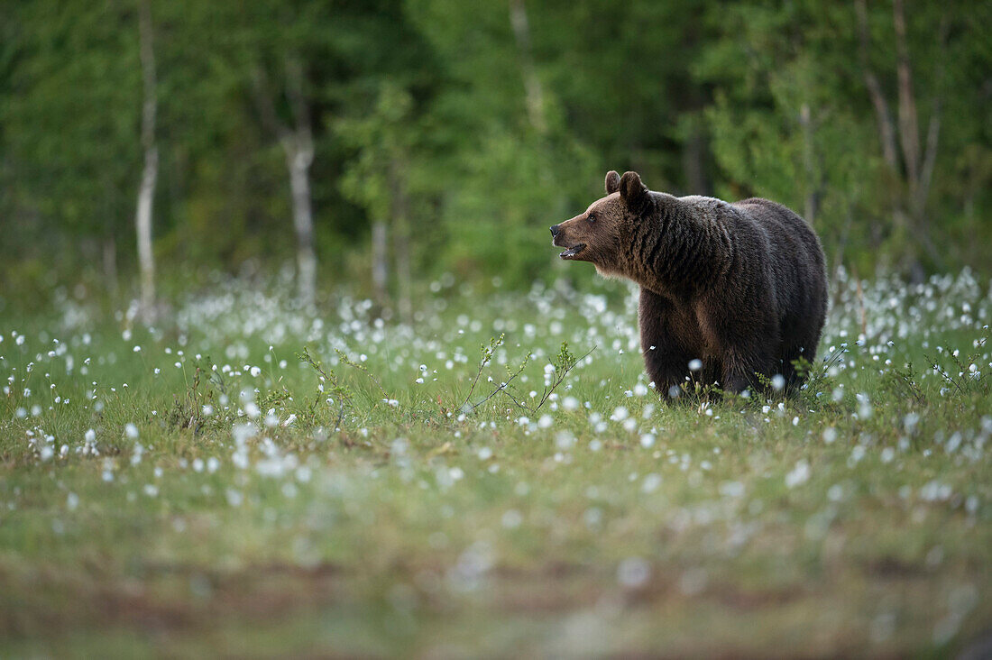 Brown bear Ursus arctos, Kuhmo, Finland, Scandinavia, Europe