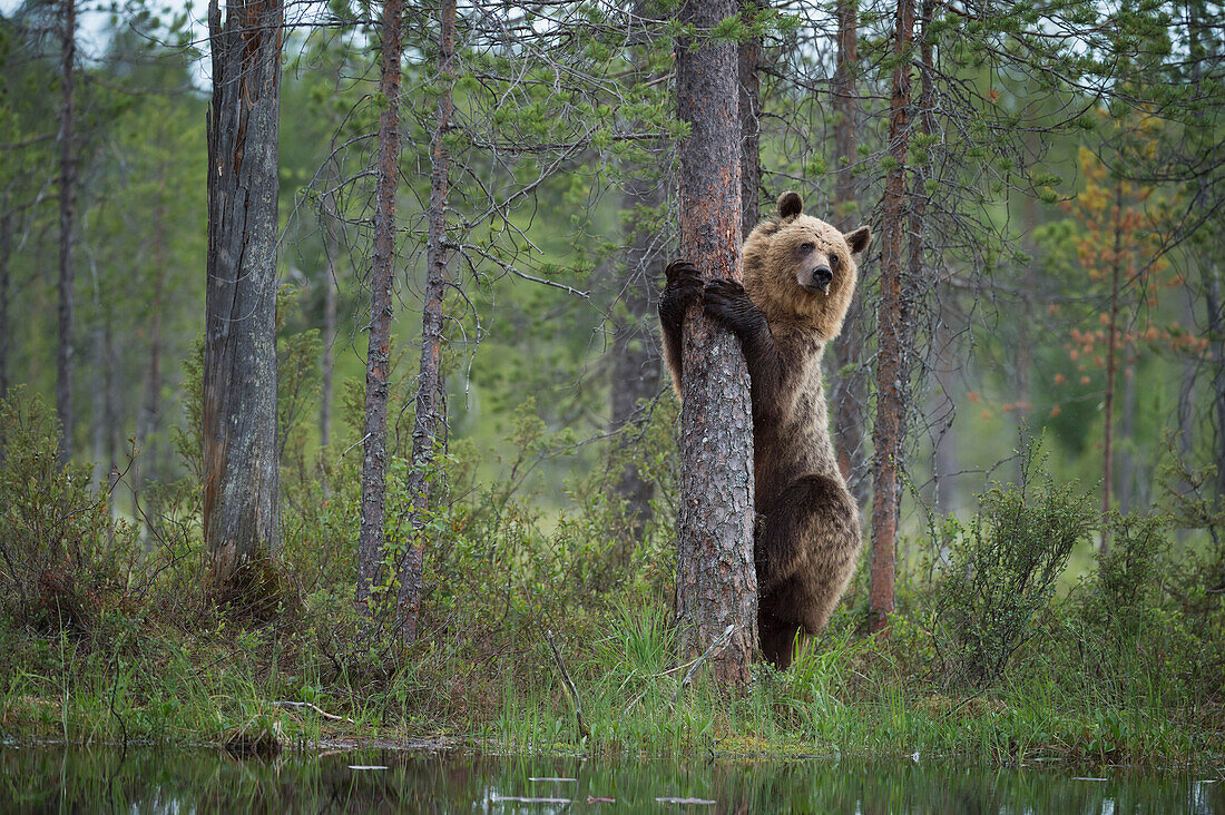 Brown bear Ursus arctos, Kuhmo, Finland, Scandinavia, Europe