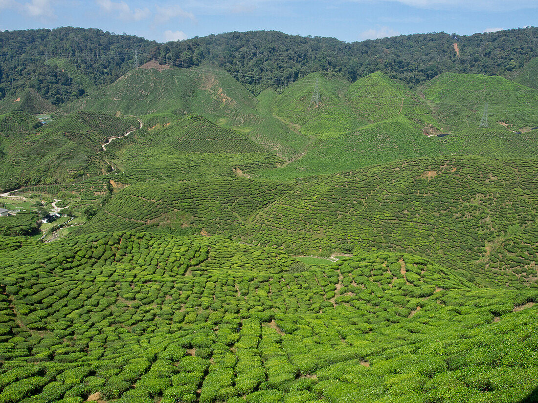 Tea plantation in the Cameron Highlands, Malaysia, Southeast Asia, Asia