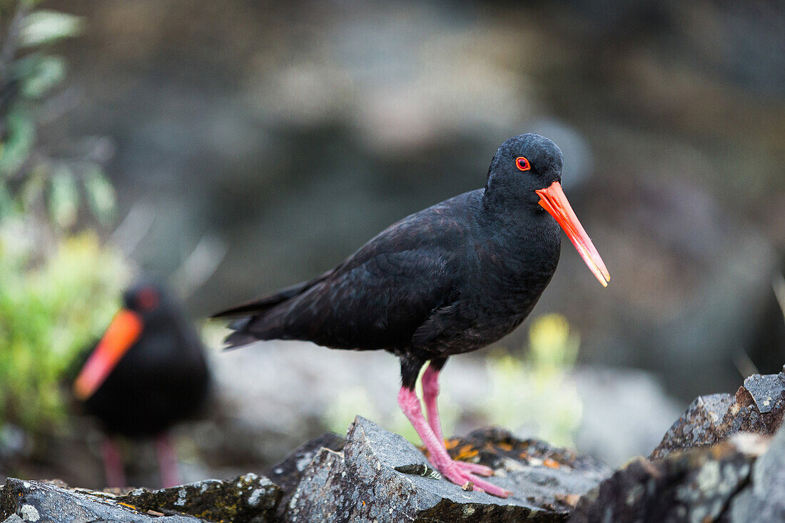 Variable oystercatcher Haematopus unicolor, Coromandel Penninsula, North Island, New Zealand, Pacific