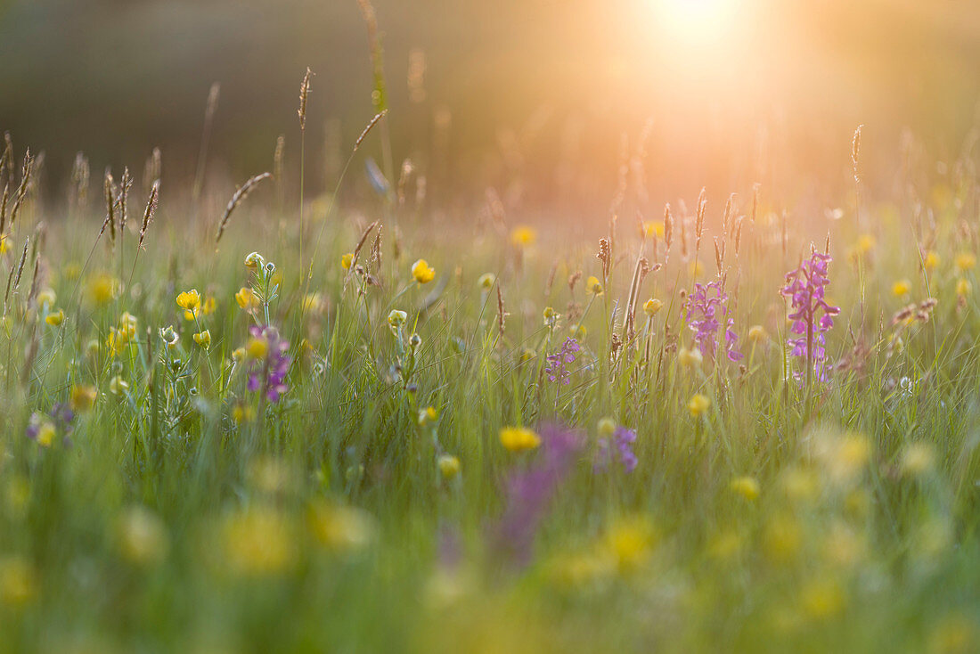 Green-winged orchid Orchis morio flowering in evening sunlight, Marden Meadow Nature Reserve, Kent, England, United Kingdom, Europe