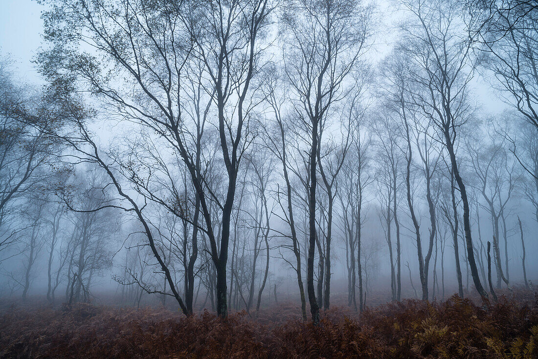 Silver birch Betula pendula trees and dawn fog in October, Peak District, Derbyshire, England, United Kingdom, Europe
