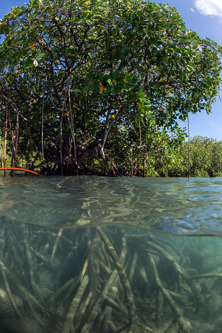 Rhizophora sp. mangrove above and below split shots from Sau Bay, Vanua Levu, Fiji, South Pacific, Pacific