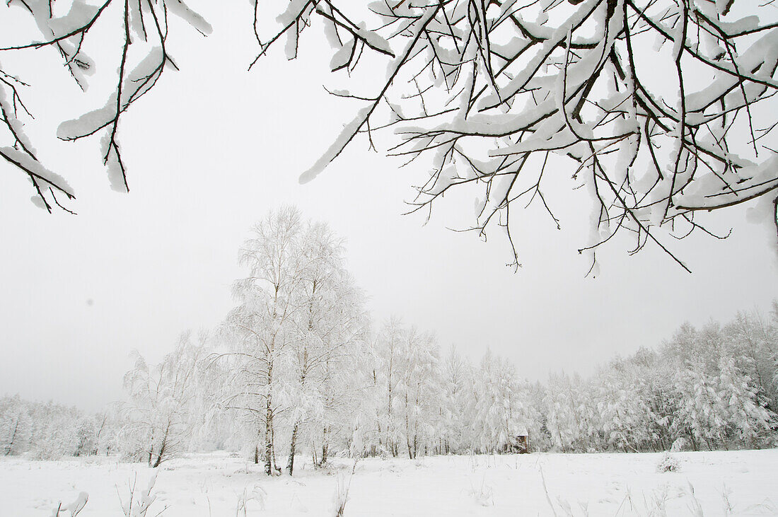 Silver birch Betula pendual tree, growing on snow covered meadow in February, Bialowieza, Poland, Europe