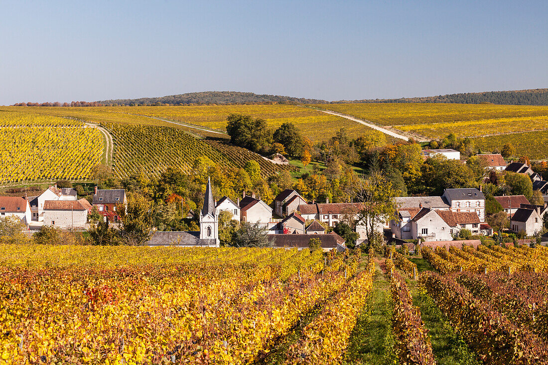 Autumn color in the vineyards surrounding Bue, Sancerre, Cher, Centre, France, Europe