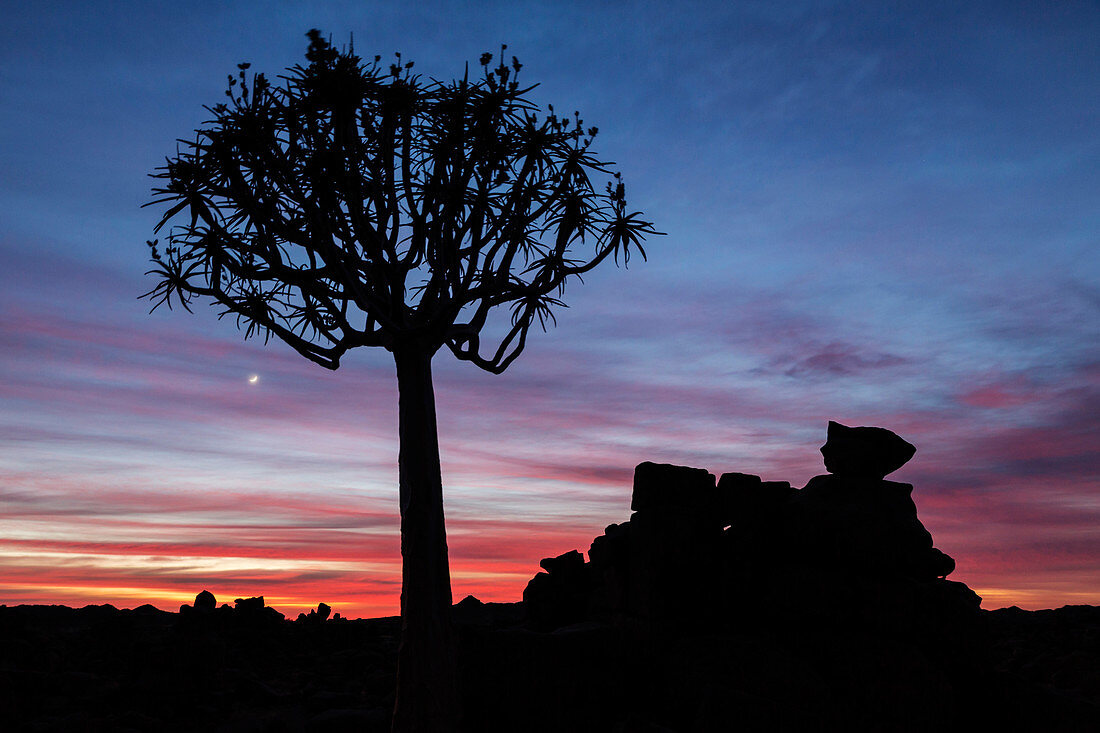 Silhouette of quiver tree in sunset sky