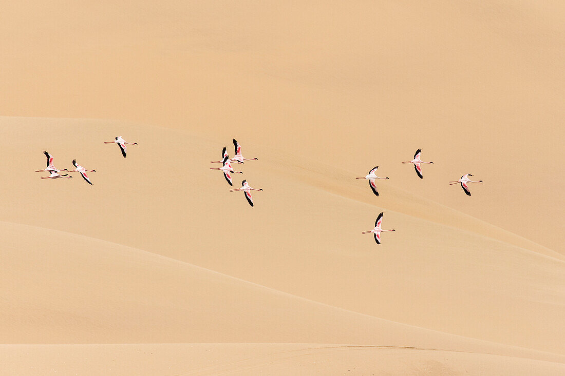 Flamingos flying in desert