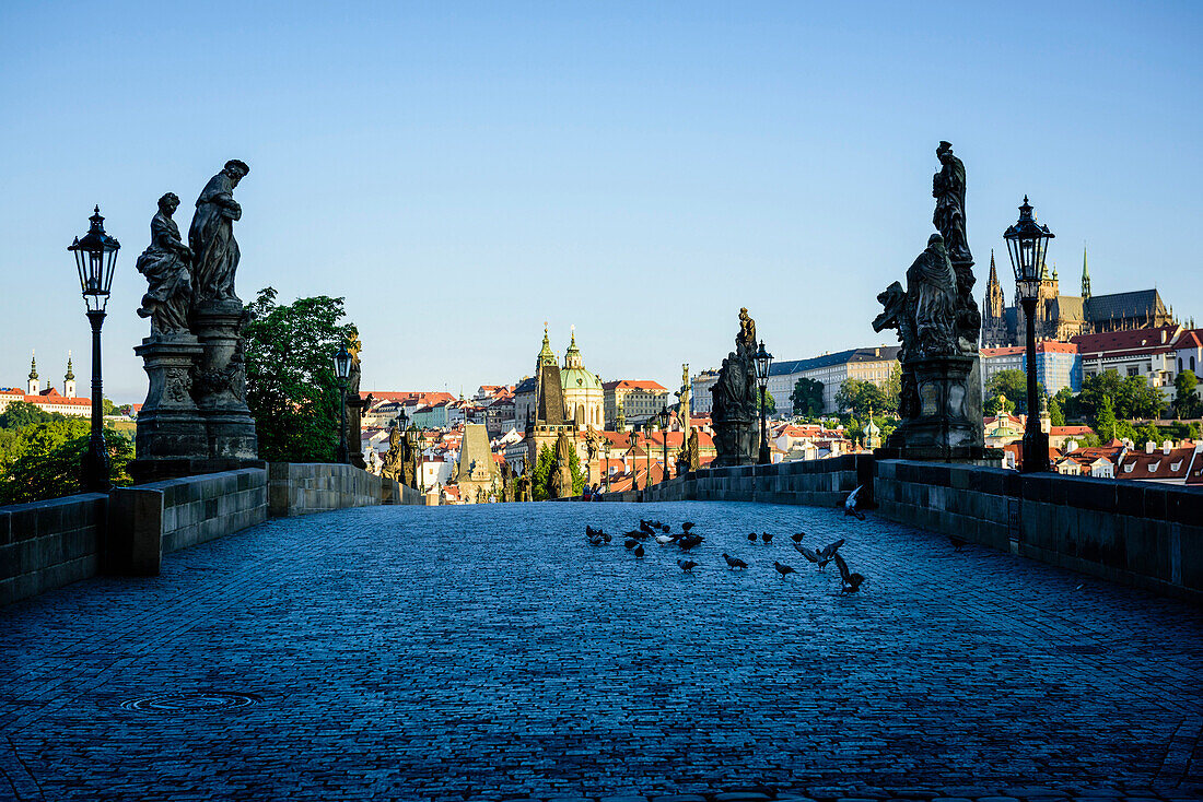 Pigeons on brick path in Prague cityscape, Czech Republic