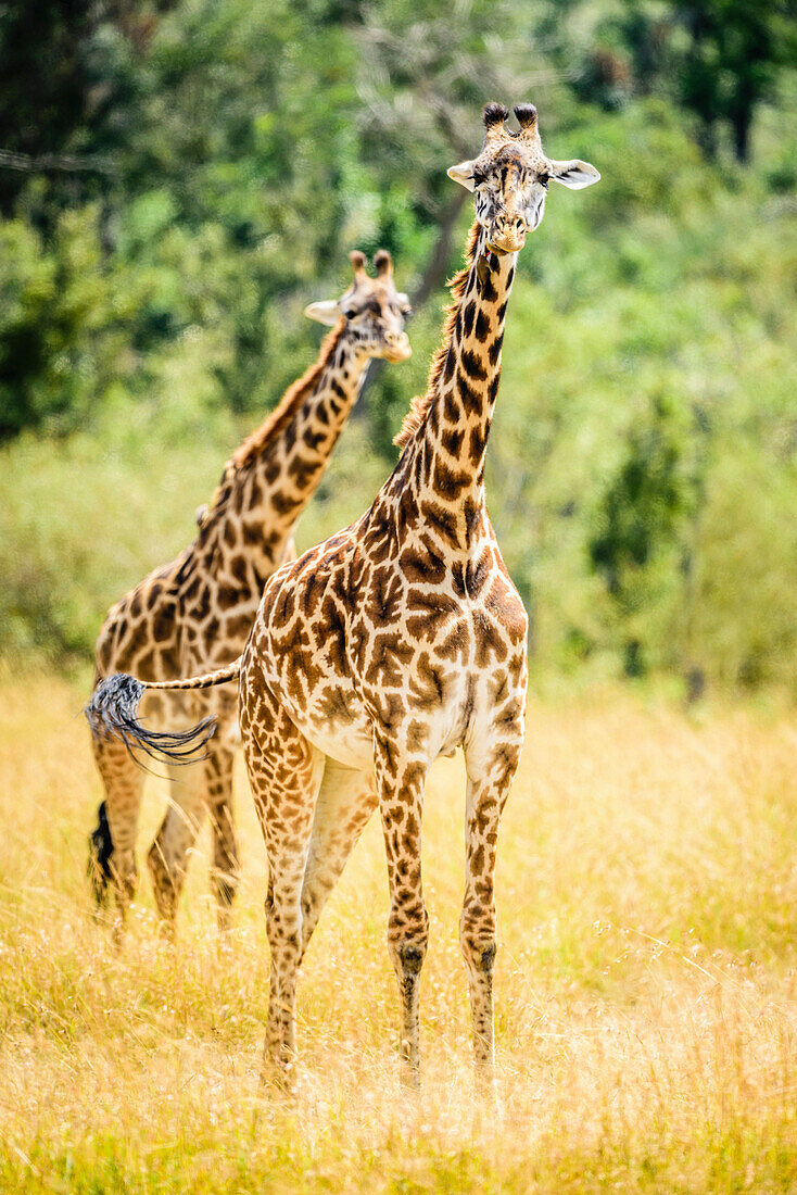 Giraffes walking in savanna