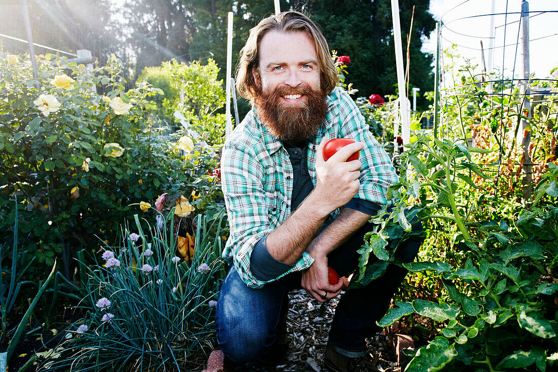 Caucasian man picking vegetables in garden