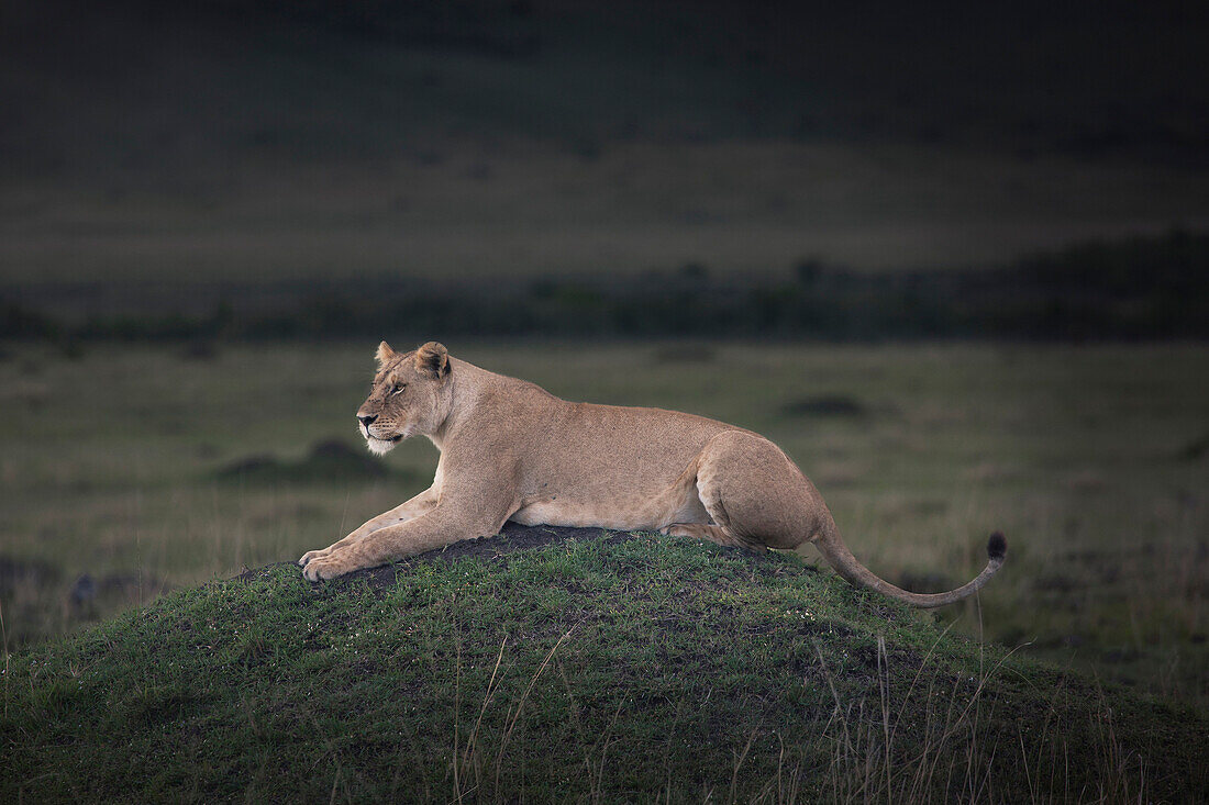 Lioness laying in field
