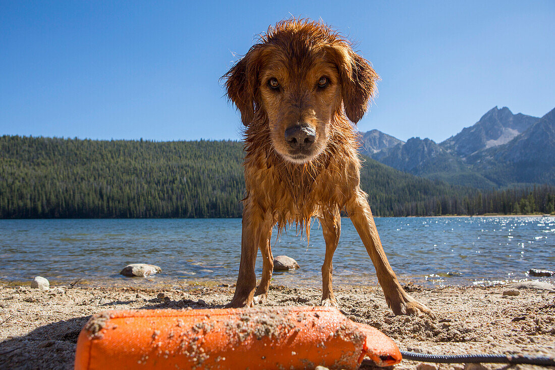 Wet dog playing on remote beach