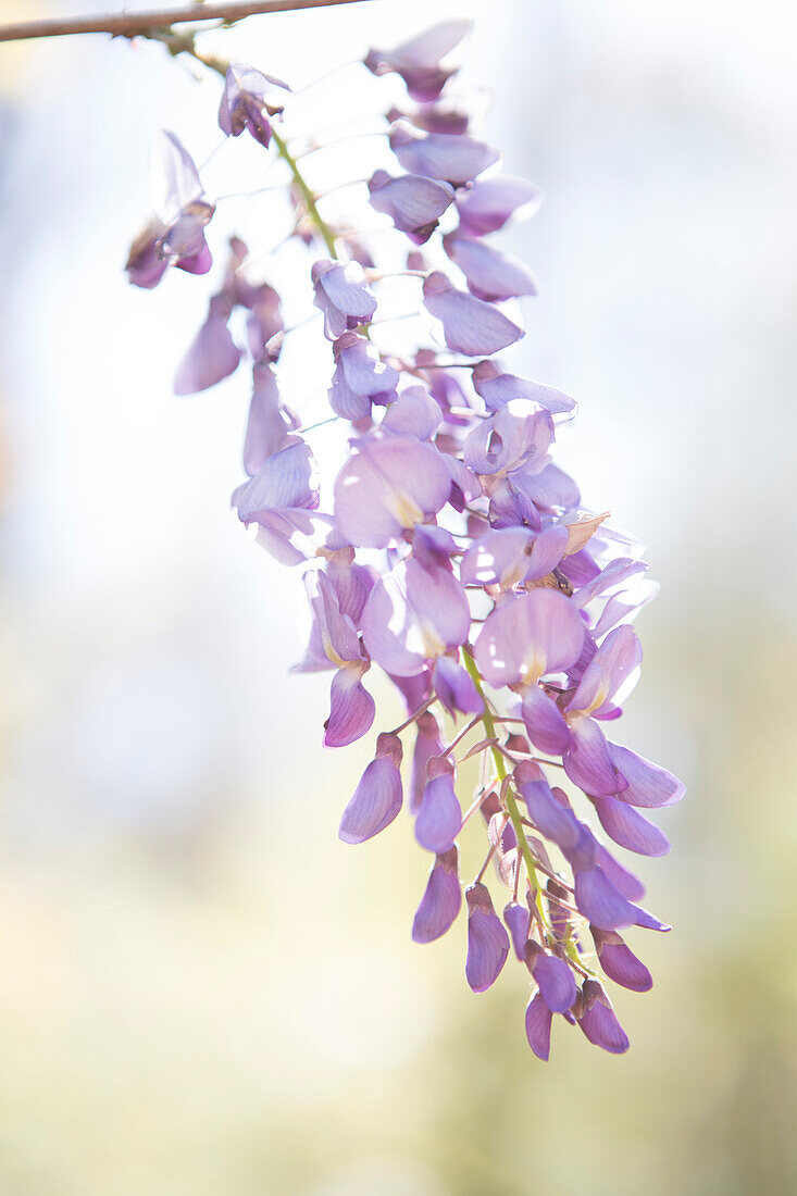 Wisteria Flowers on Branch