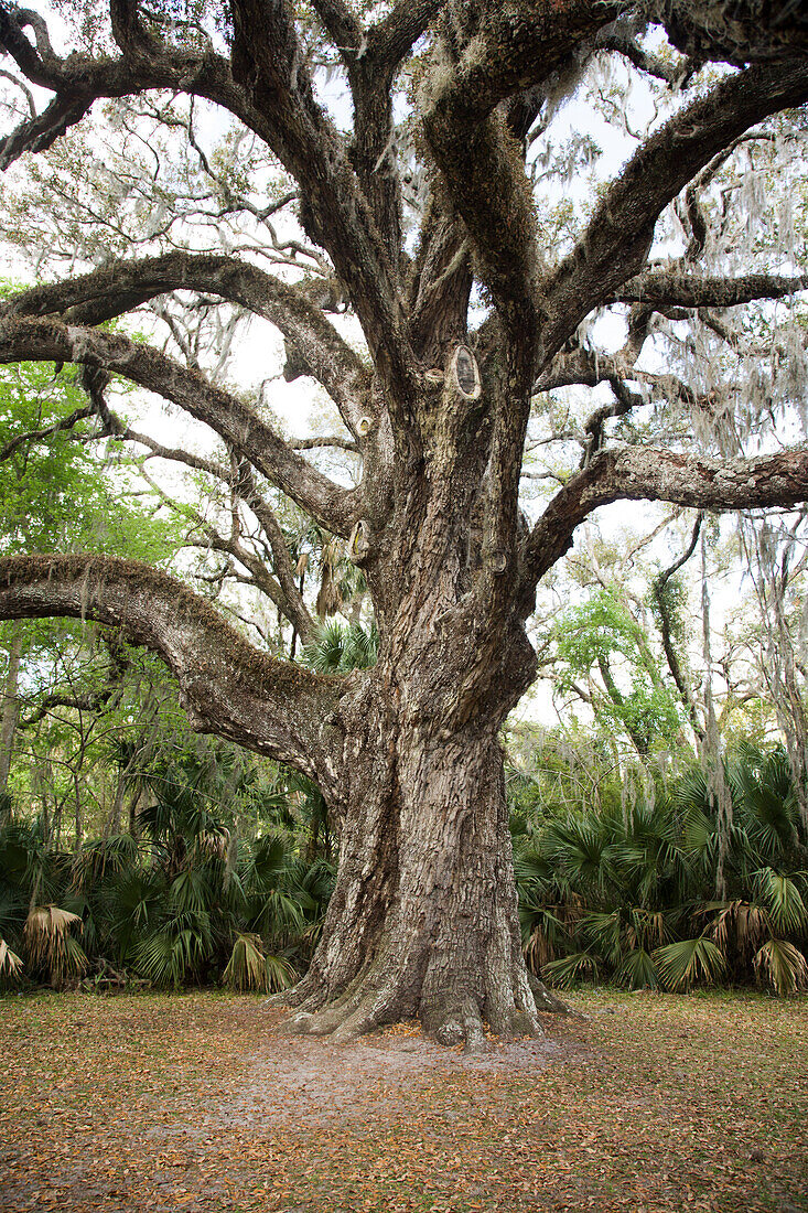 2, 000 Year Old Oak Tree, Ormand, Florida, USA