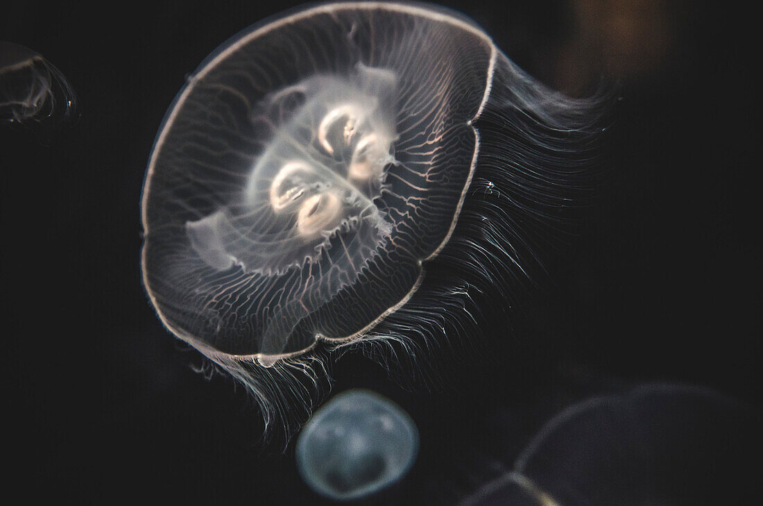 Moon Jellyfish, National Aquarium, Baltimore, Maryland, USA