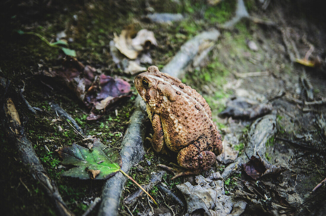 Toad on Ground