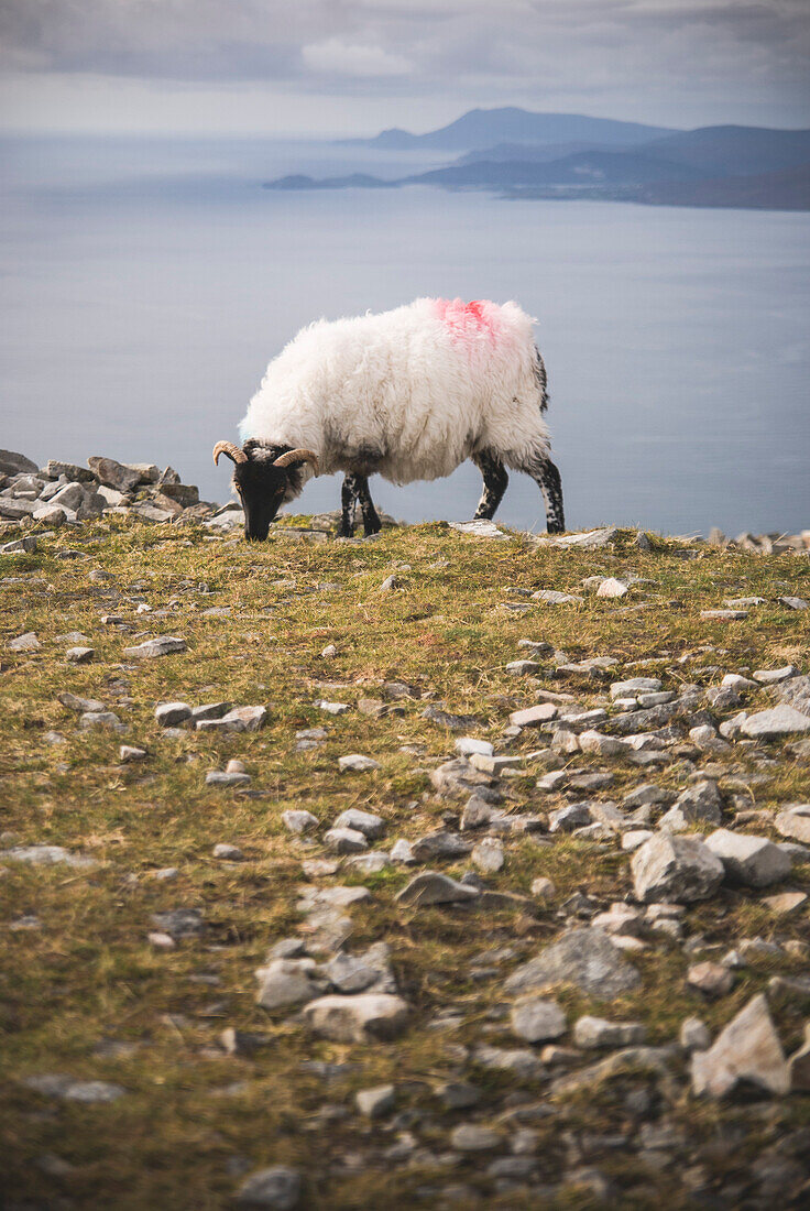 Goat Grazing on Grass, Croagh Patrick, Ireland