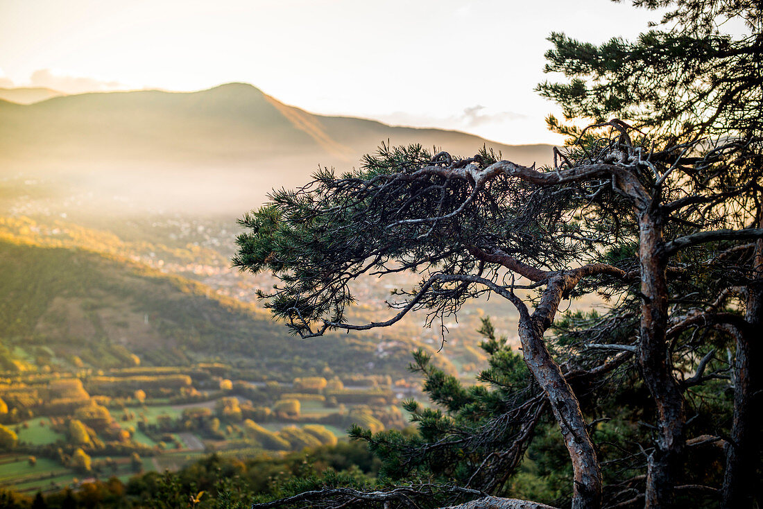 Pine Tree with Susa Valley in Background, Piedmont, Italy