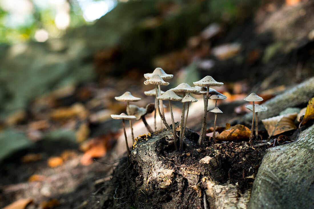 Wild Mushrooms in Woods
