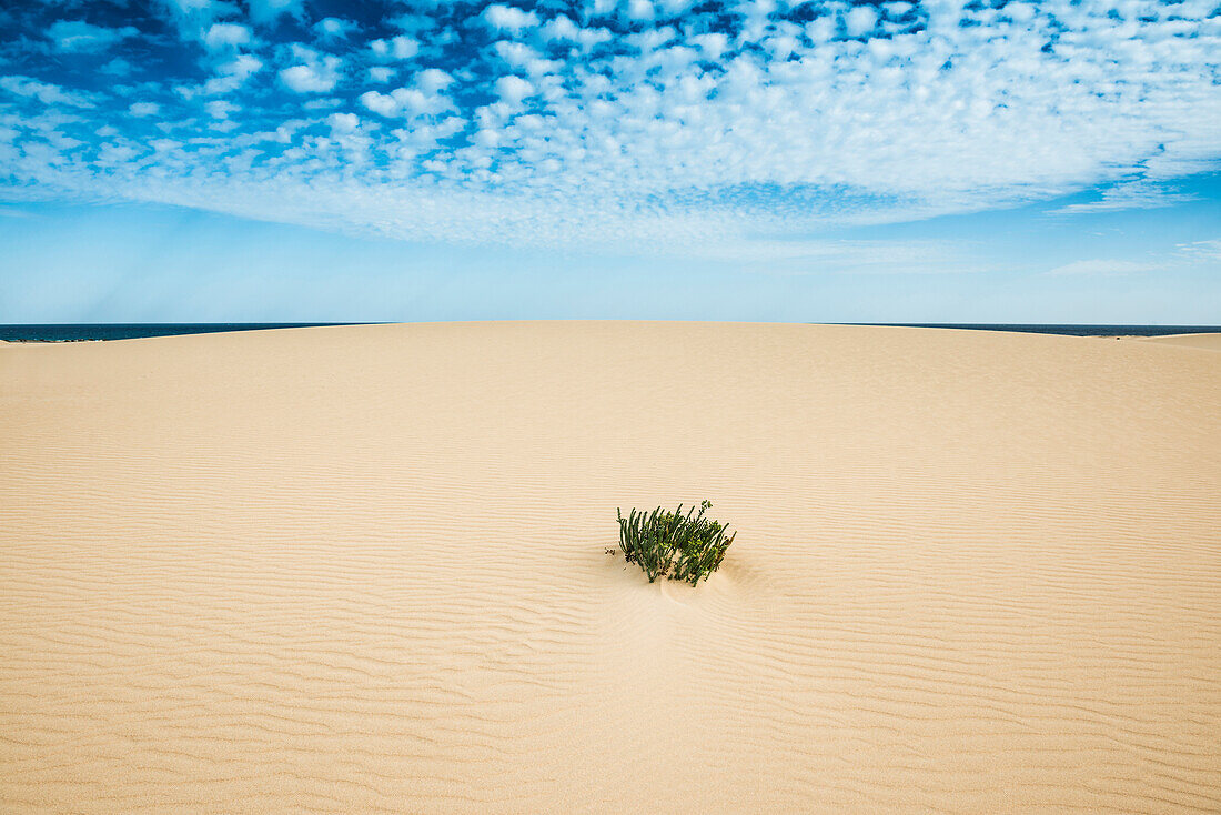 Naturpark Dünen von Corralejo, Corralejo, Fuerteventura, Kanarische Inseln, Spanien