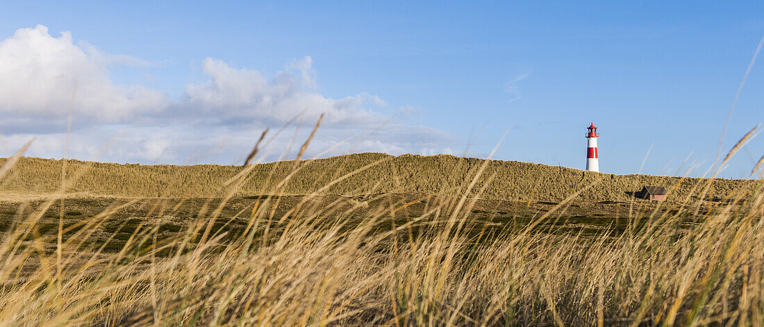 Leuchtturm im Naturschutzgebiet am Ellenbogen, Insel Sylt, Schleswig-Holstein, Norddeutschland, Deutschland