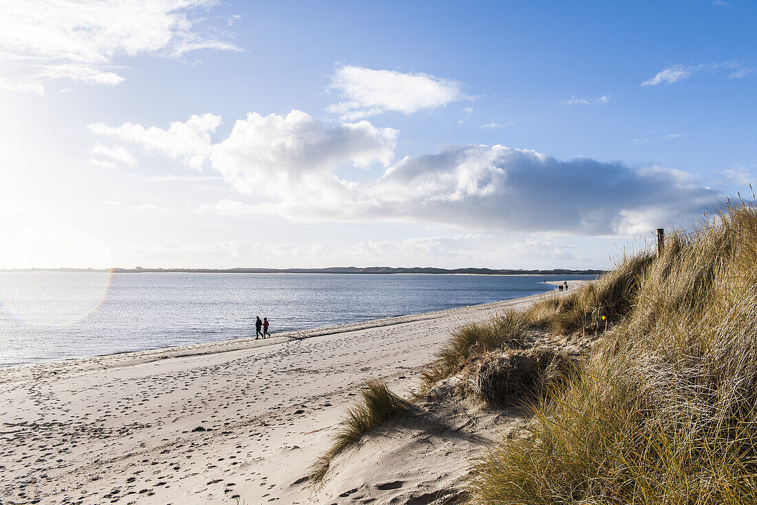 Nature reserve at Ellenbogen, island of Sylt, Schleswig-Holstein, north Germany, Germany